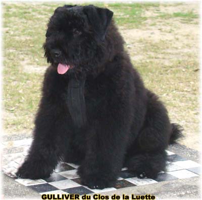 Bouvier des Flandres chiot photo  -  Elevage du Clos de la Luette - Copyright depose